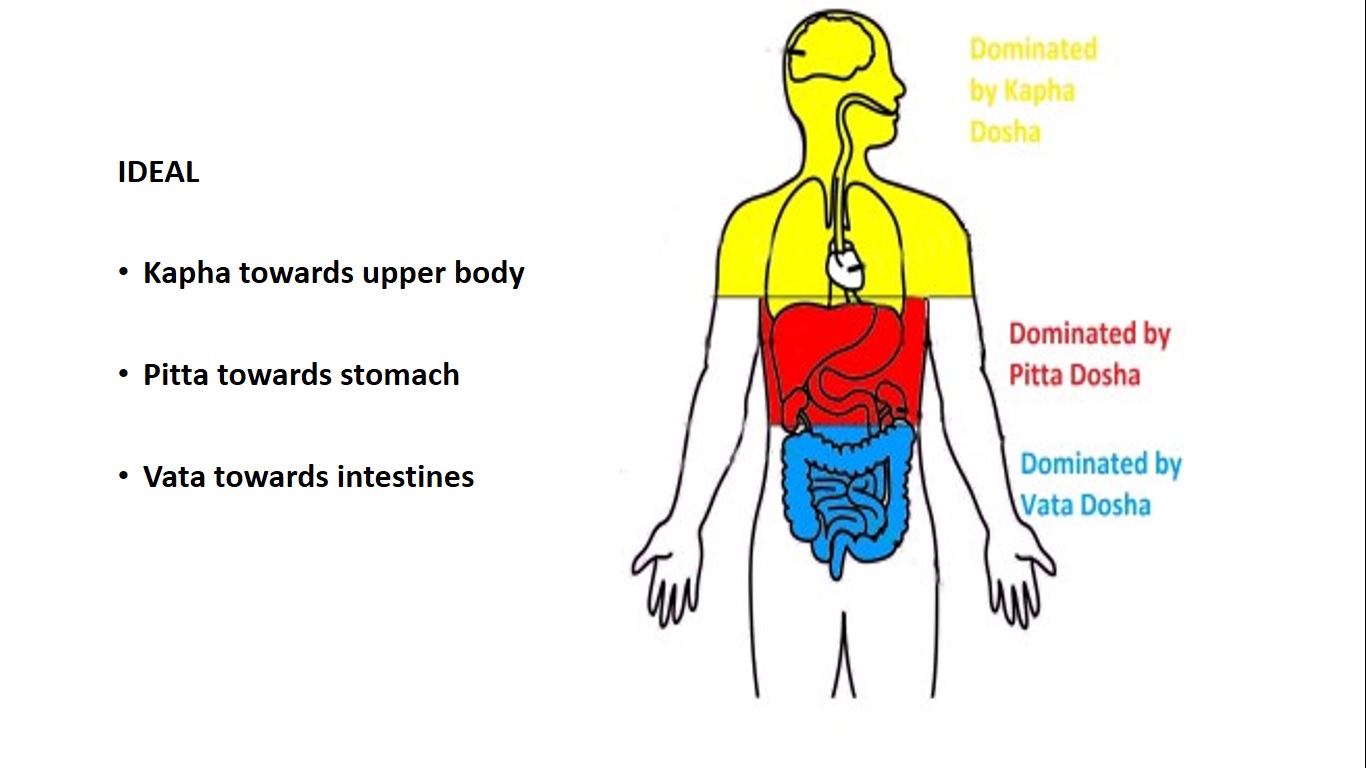 ideal seat of doshas