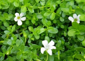 BRAHMI